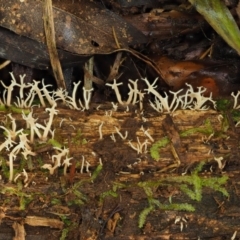 Artomyces sp. at Cotter River, ACT - 20 Apr 2017