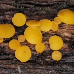 Bisporella citrina (Yellow Fairy Cups or Lemon Discos) at Namadgi National Park - 20 Apr 2017 by KenT