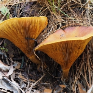 Austropaxillus infundibuliformis group at Cotter River, ACT - 20 Apr 2017