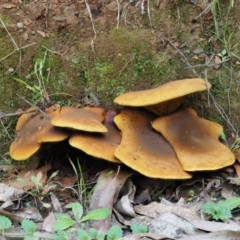 Austropaxillus infundibuliformis group at Cotter River, ACT - 20 Apr 2017 02:31 PM