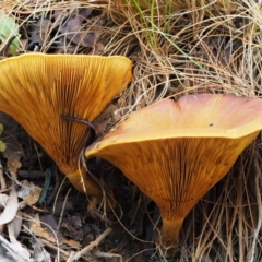 Austropaxillus infundibuliformis group at Cotter River, ACT - 20 Apr 2017