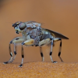 Tapeigaster annulipes at Cotter River, ACT - 20 Apr 2017 02:30 PM