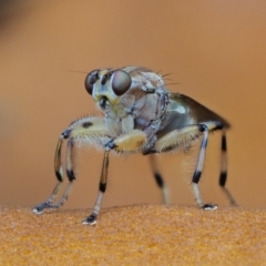 Tapeigaster annulipes at Cotter River, ACT - 20 Apr 2017 02:30 PM