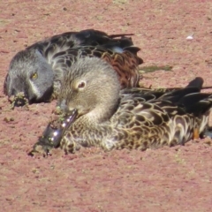 Spatula rhynchotis (Australasian Shoveler) at Fyshwick, ACT - 4 May 2017 by JohnBundock