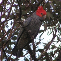 Callocephalon fimbriatum (Gang-gang Cockatoo) at Kambah, ACT - 4 May 2017 by MatthewFrawley