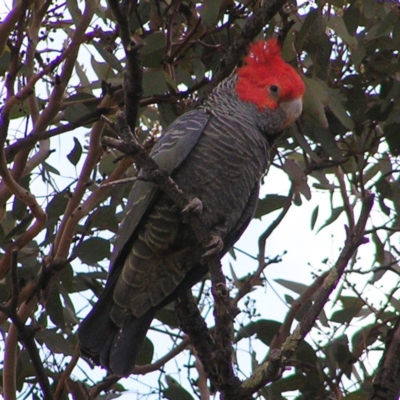 Callocephalon fimbriatum (Gang-gang Cockatoo) at Kambah, ACT - 3 May 2017 by MatthewFrawley