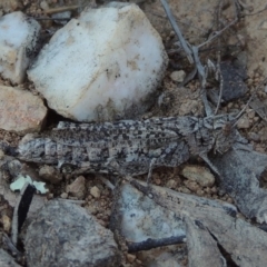 Peakesia hospita (Common Peakesia Grasshopper) at Tennent, ACT - 1 Apr 2017 by MichaelBedingfield