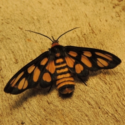 Amata (genus) (Handmaiden Moth) at Stranger Pond - 22 Mar 2017 by michaelb