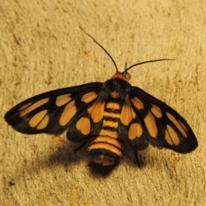 Amata (genus) at Bonython, ACT - 22 Mar 2017