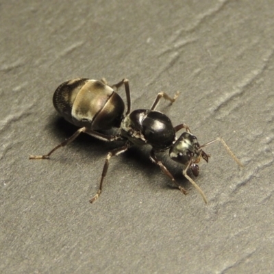 Camponotus sp. (genus) (A sugar ant) at Tharwa, ACT - 23 Mar 2017 by michaelb