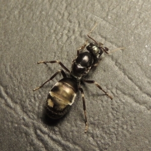 Camponotus sp. (genus) at Tharwa, ACT - 23 Mar 2017