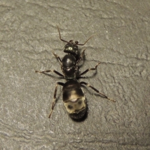 Camponotus sp. (genus) at Tharwa, ACT - 23 Mar 2017