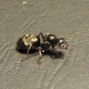 Camponotus sp. (genus) at Tharwa, ACT - 23 Mar 2017