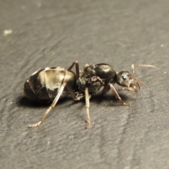 Camponotus sp. (genus) at Tharwa, ACT - 23 Mar 2017