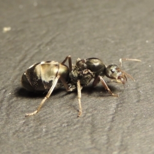 Camponotus sp. (genus) at Tharwa, ACT - 23 Mar 2017