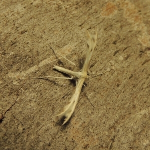 Wheeleria spilodactylus at Paddys River, ACT - 27 Mar 2017