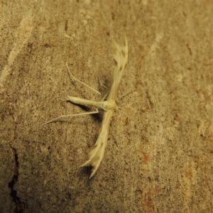 Wheeleria spilodactylus at Paddys River, ACT - 27 Mar 2017 09:57 PM