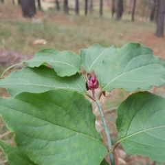 Leycesteria formosa (Himalayan Honeysuckle) at Isaacs, ACT - 5 May 2017 by Mike