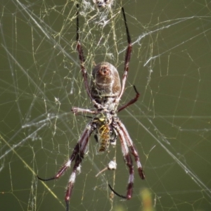 Trichonephila edulis at Greenway, ACT - 5 May 2017