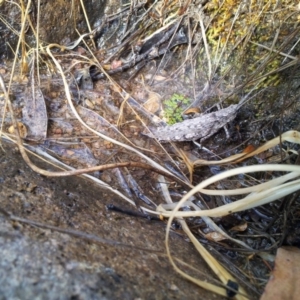 Coryphistes ruricola at Kambah, ACT - 26 Dec 2015 05:39 PM