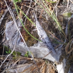 Coryphistes ruricola at Kambah, ACT - 26 Dec 2015 05:39 PM