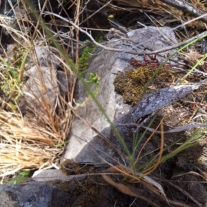 Coryphistes ruricola at Kambah, ACT - 26 Dec 2015 05:39 PM