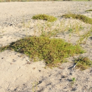 Persicaria prostrata at Paddys River, ACT - 26 Feb 2017