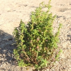 Dysphania pumilio (Small Crumbweed) at Point Hut to Tharwa - 26 Feb 2017 by MichaelBedingfield