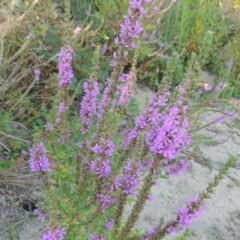 Lythrum salicaria (Purple Loosestrife) at Paddys River, ACT - 26 Feb 2017 by michaelb