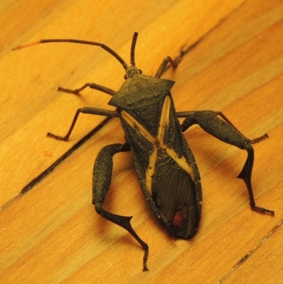 Mictis profana (Crusader Bug) at Paddys River, ACT - 25 Feb 2017 by michaelb