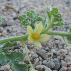 Citrullus amarus (Wild Melon, Camel Melon, Bitter Melon) at Paddys River, ACT - 26 Feb 2017 by michaelb