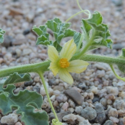 Citrullus amarus (Wild Melon, Camel Melon, Bitter Melon) at Paddys River, ACT - 26 Feb 2017 by michaelb