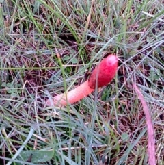 Phallus rubicundus (Phallus rubicundus) at Kambah, ACT - 23 Apr 2012 by RosemaryRoth