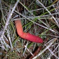 Phallus rubicundus at Kambah, ACT - 23 Apr 2012 06:20 AM