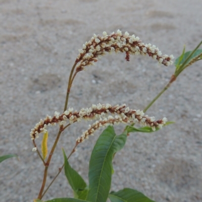 Persicaria lapathifolia (Pale Knotweed) at Point Hut to Tharwa - 26 Feb 2017 by MichaelBedingfield