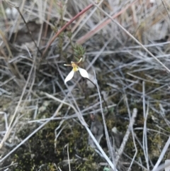 Eriochilus cucullatus (Parson's Bands) at Goorooyarroo NR (ACT) - 6 May 2017 by AaronClausen