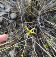 Corunastylis cornuta (Horned Midge Orchid) at Goorooyarroo NR (ACT) - 6 May 2017 by AaronClausen