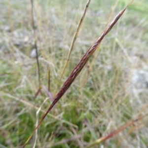 Bothriochloa macra at Hall, ACT - 6 May 2017