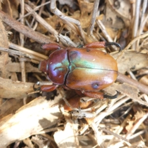 Anoplognathus montanus at Hall, ACT - 6 May 2017 01:53 PM