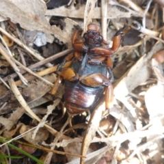 Anoplognathus montanus at Hall, ACT - 6 May 2017 01:53 PM