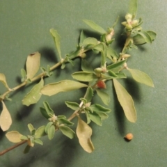 Atriplex semibaccata (Creeping Saltbush) at Tennent, ACT - 6 May 2017 by michaelb