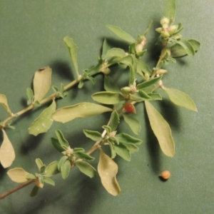 Atriplex semibaccata at Tennent, ACT - 6 May 2017