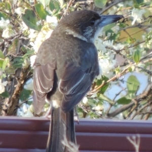 Cracticus torquatus at Conder, ACT - 6 May 2017