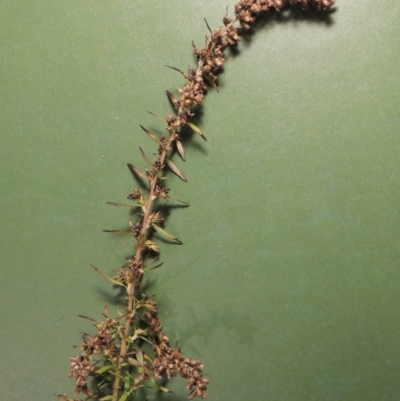 Artemisia verlotiorum (Chinese Mugwort) at Tennent, ACT - 6 May 2017 by michaelb