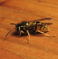 Vespula germanica (European Wasp, German Yellowjacket Wasp) at Paddys River, ACT - 3 May 2017 by MichaelBedingfield