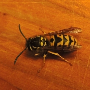 Vespula germanica at Paddys River, ACT - 3 May 2017