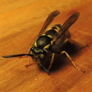 Vespula germanica at Paddys River, ACT - 3 May 2017