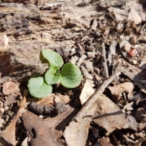 Diplodium sp. at Murrumbateman, NSW - suppressed