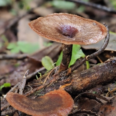 Picipes 'melanopus group' at Cotter River, ACT - 27 Apr 2017 by KenT