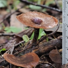 Picipes 'melanopus group' at Cotter River, ACT - 27 Apr 2017